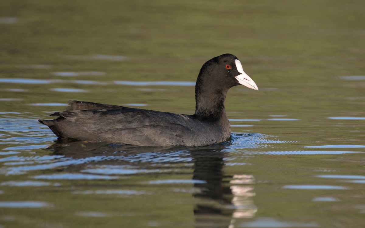 Eurasian Coot - ML646834460