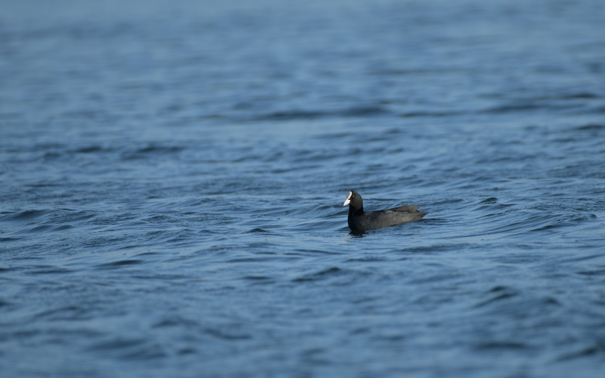 Eurasian Coot - ML646834461