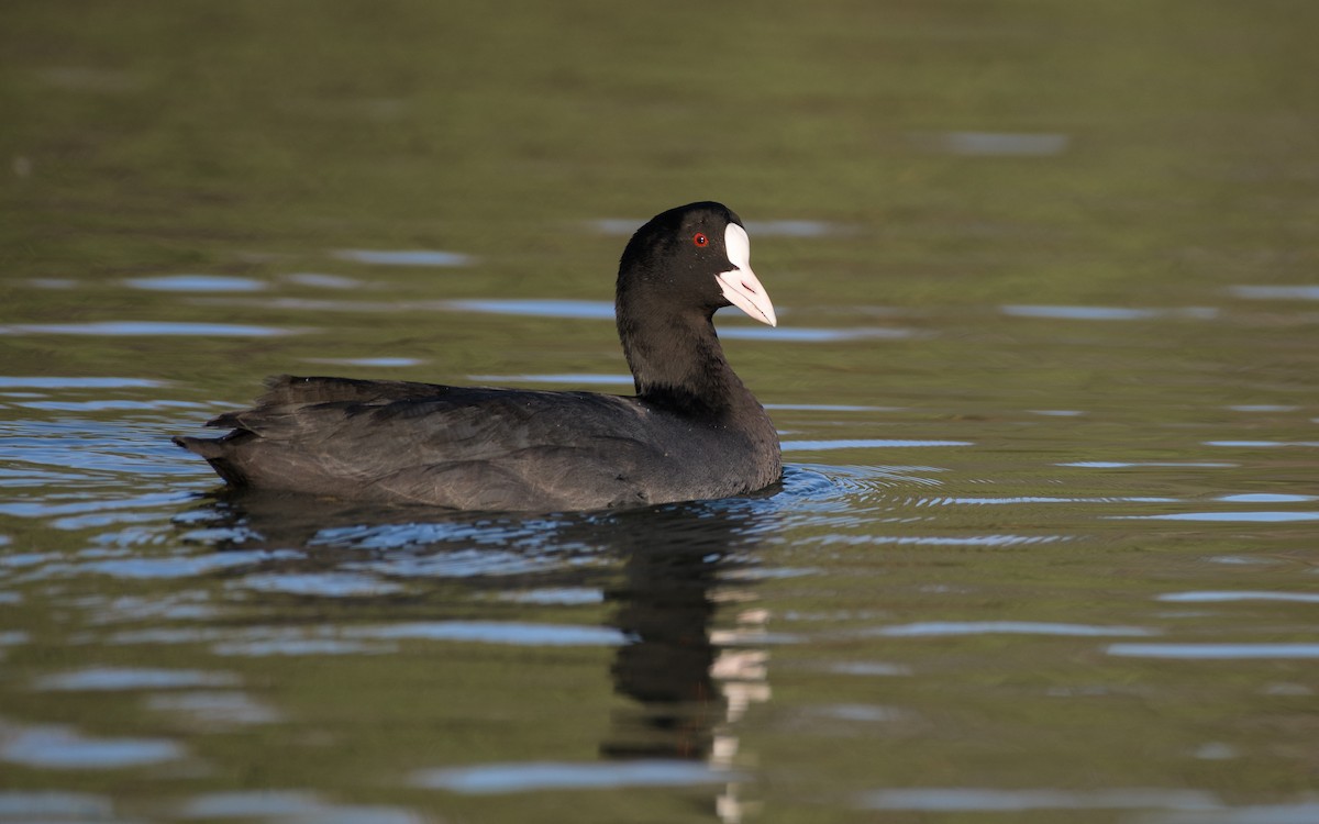 Eurasian Coot - ML646834462