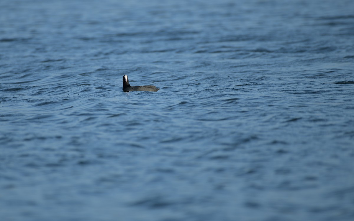 Eurasian Coot - ML646834463