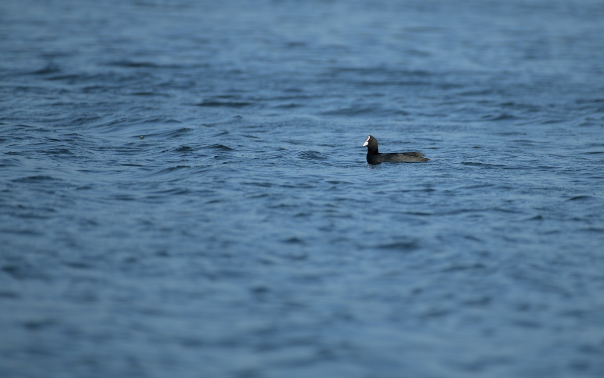 Eurasian Coot - ML646834464