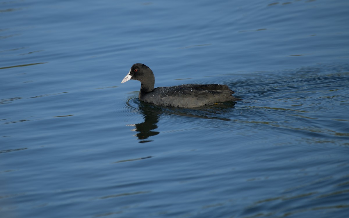 Eurasian Coot - ML646834465