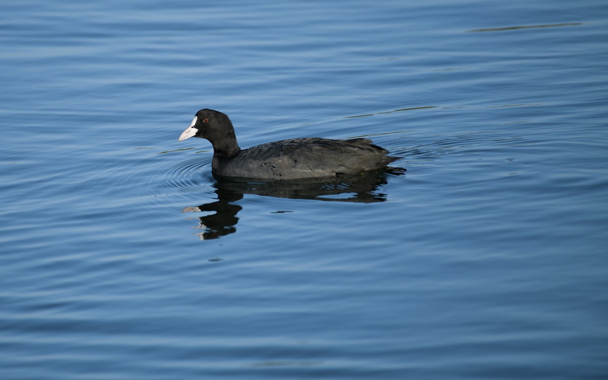 Eurasian Coot - ML646834466