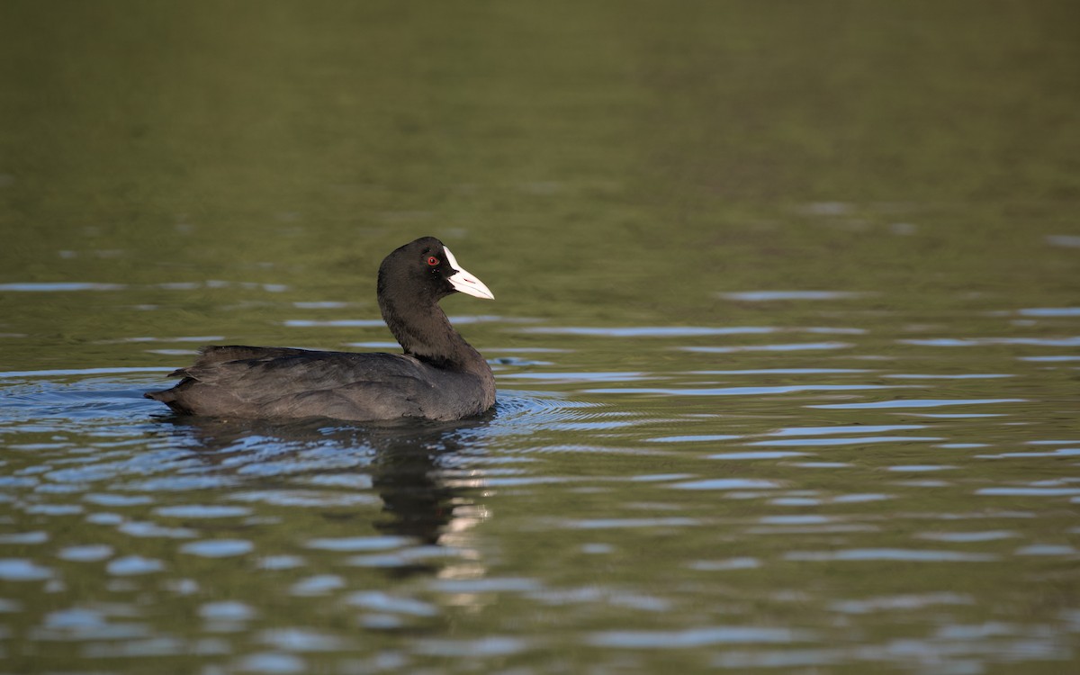 Eurasian Coot - ML646834467