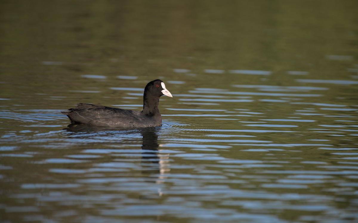 Eurasian Coot - ML646834468