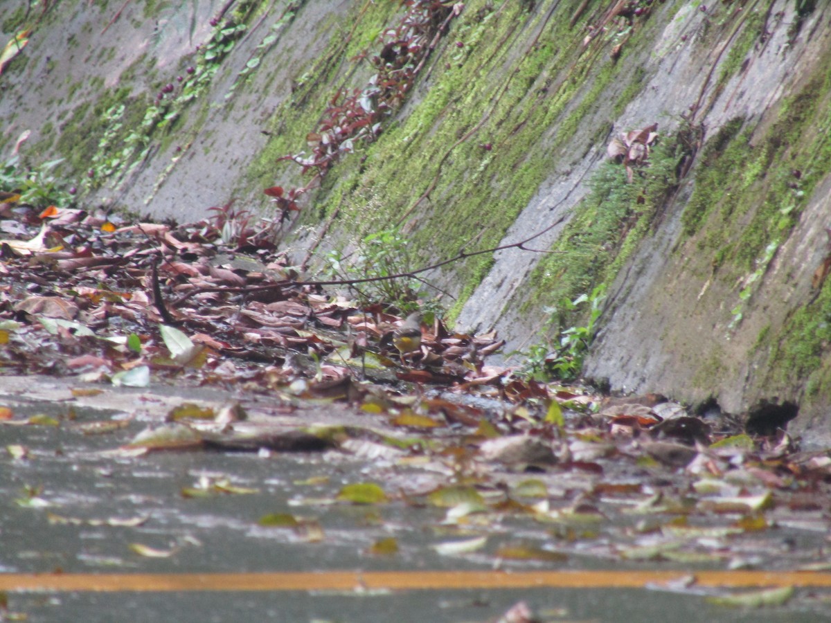 Gray Wagtail - ML646834469