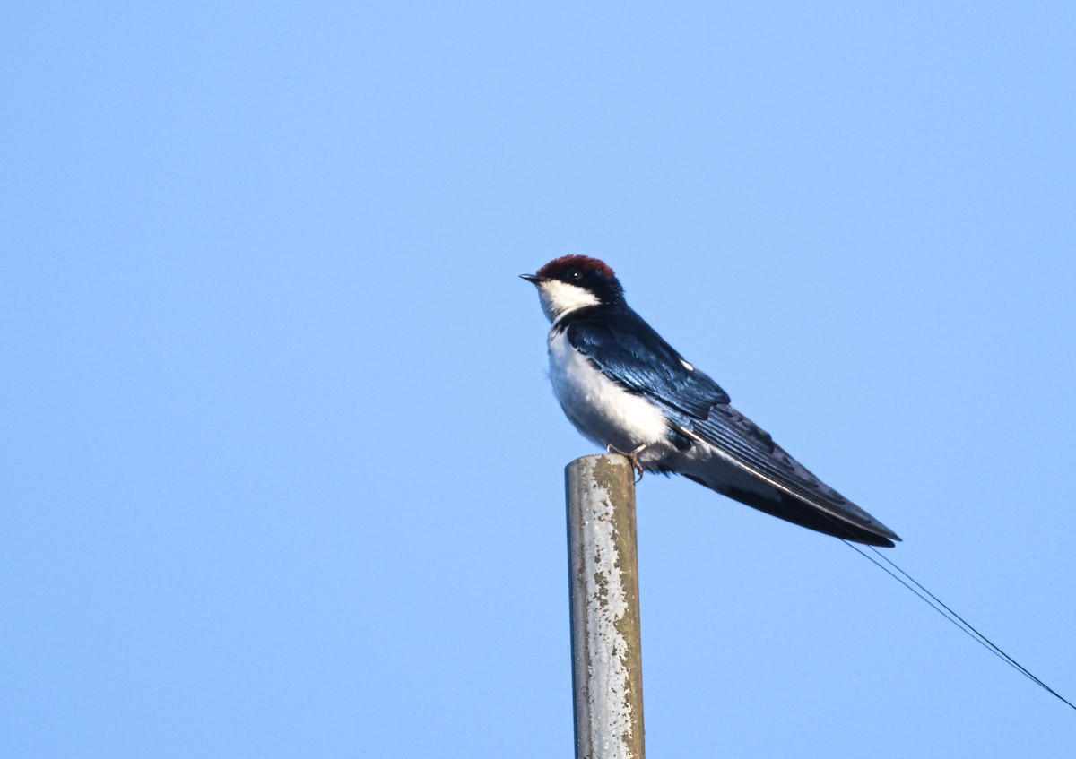 Wire-tailed Swallow - ML646834470