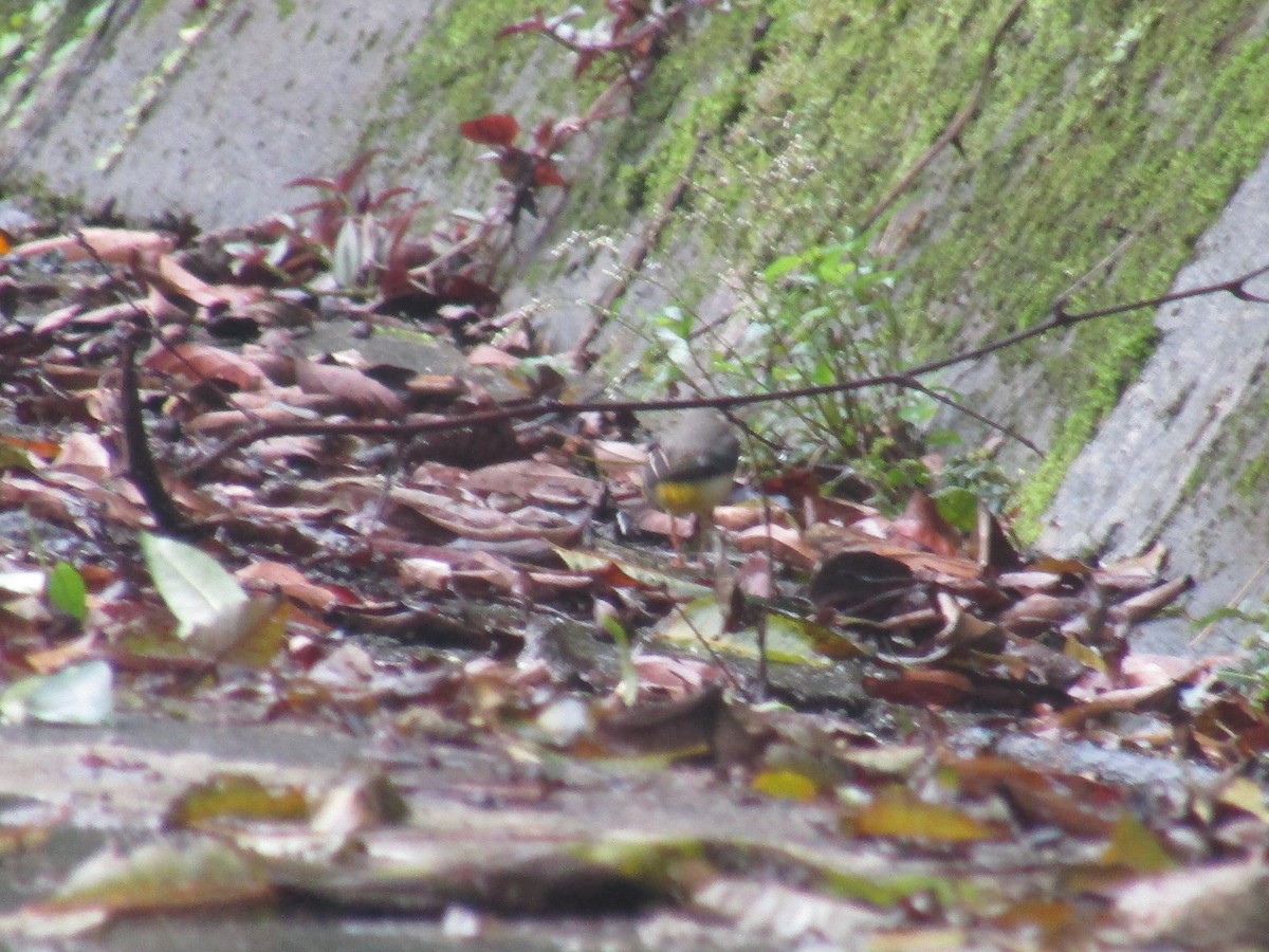 Gray Wagtail - ML646834471