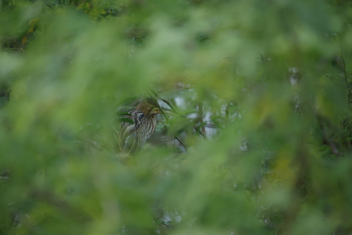 Sarı Küçük Balaban - ML646834472