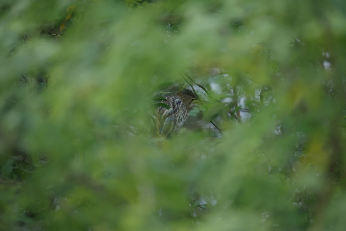 okerrørdrum - ML646834473