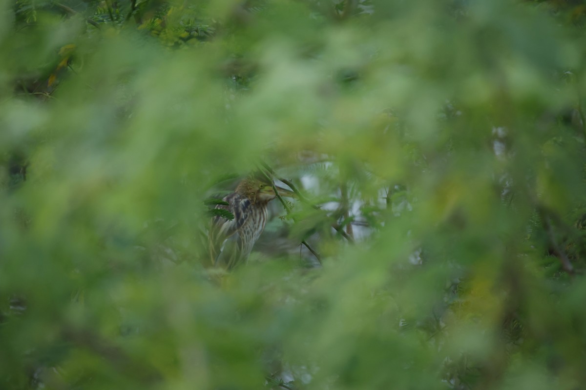 okerrørdrum - ML646834474