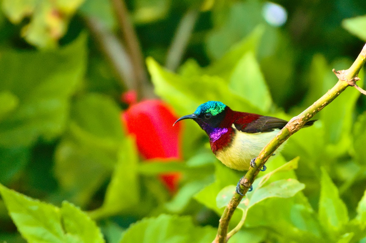 Purple-rumped Sunbird/Crimson-backed Sunbird - ML646834476