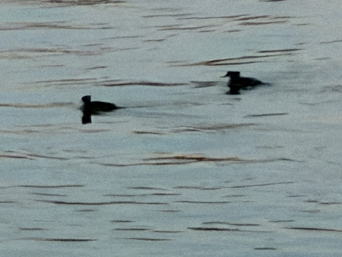 Hooded Merganser - ML646834477