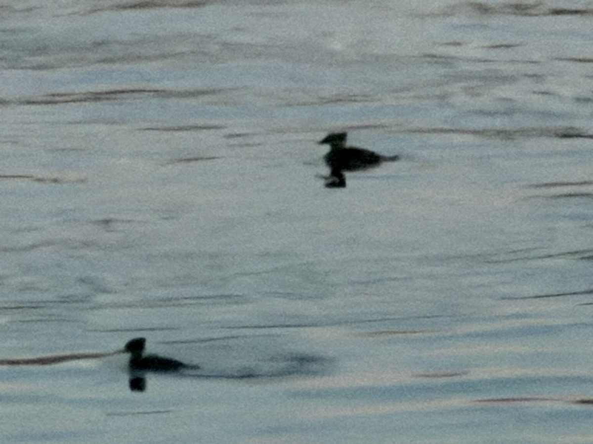 Hooded Merganser - ML646834478