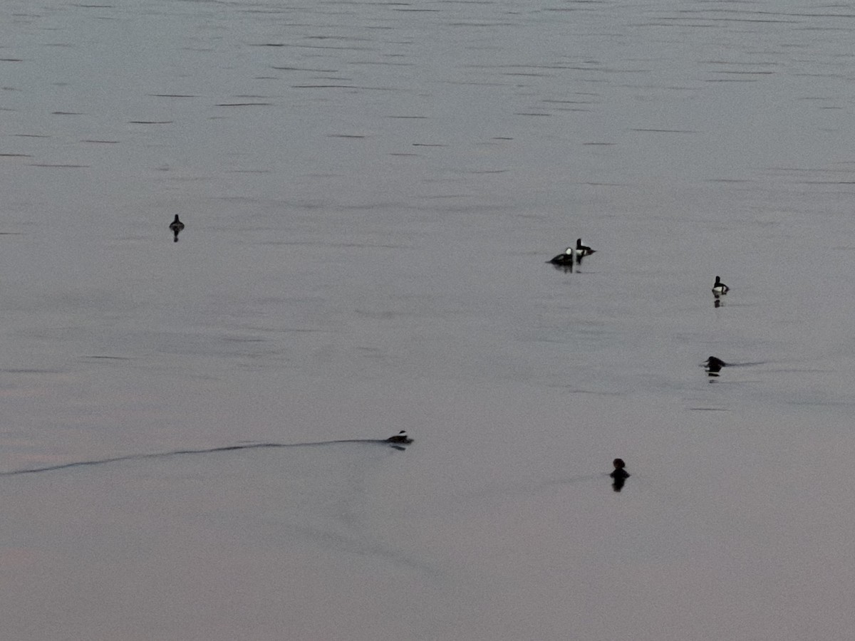 Hooded Merganser - ML646834479