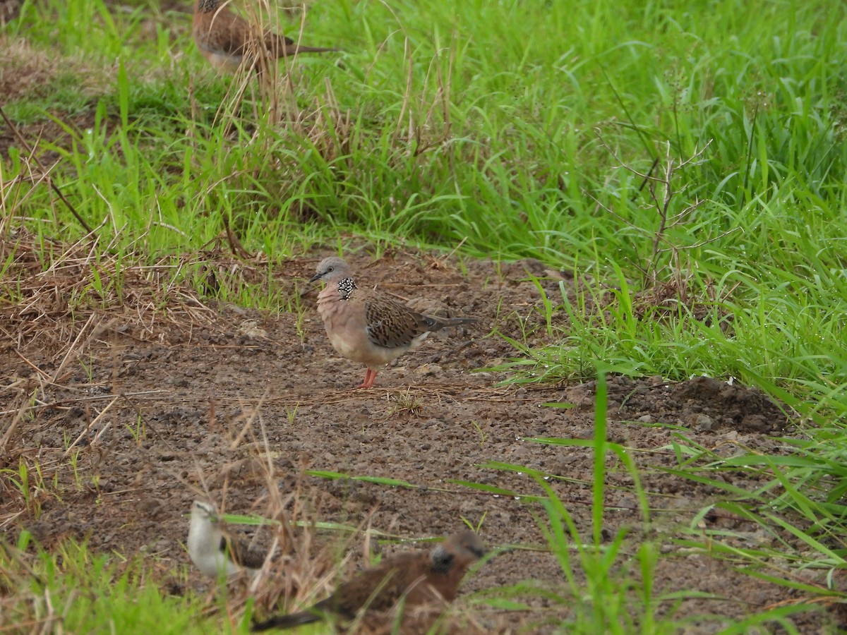 Spotted Dove - ML646834480