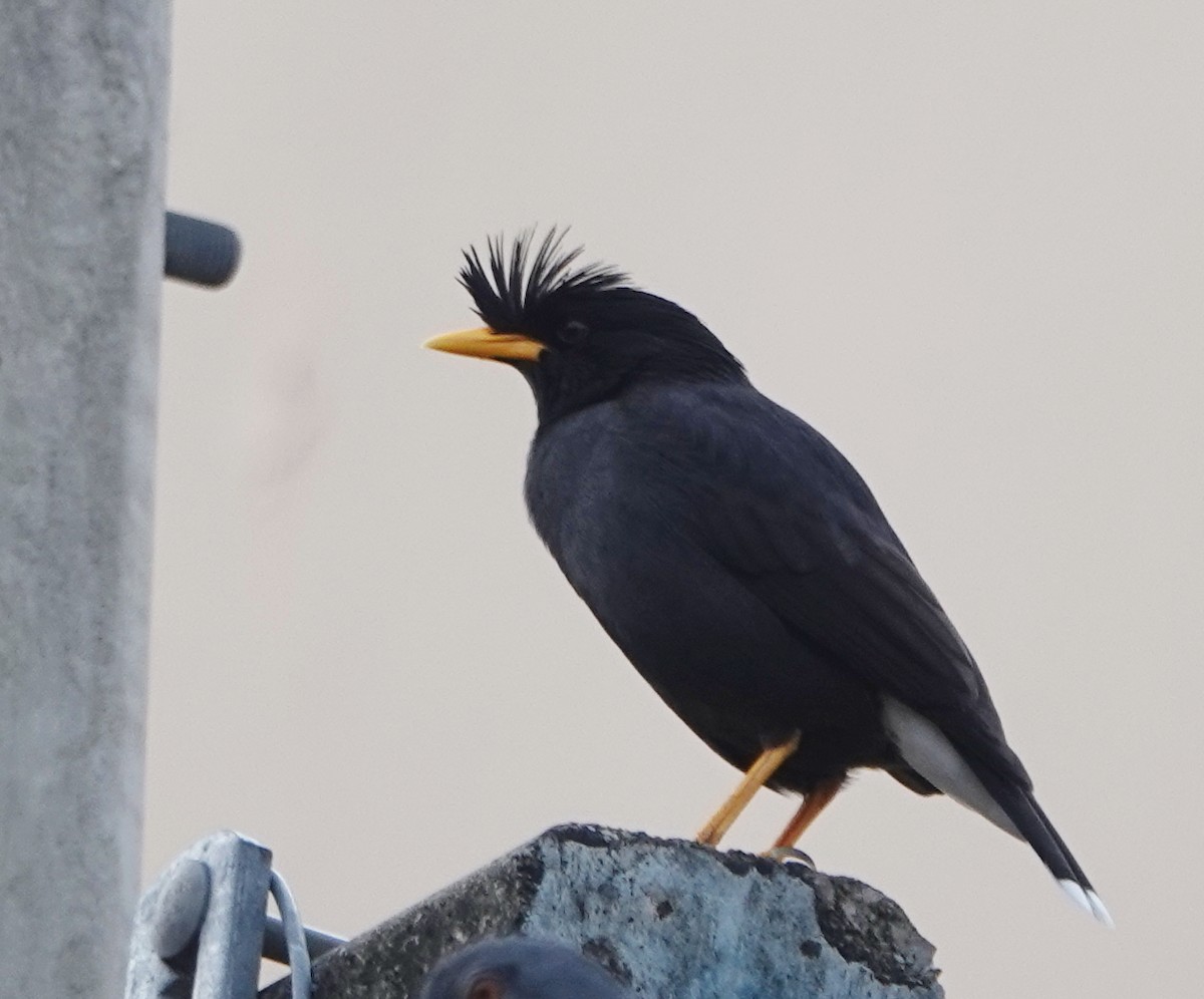 engstær - ML646834481