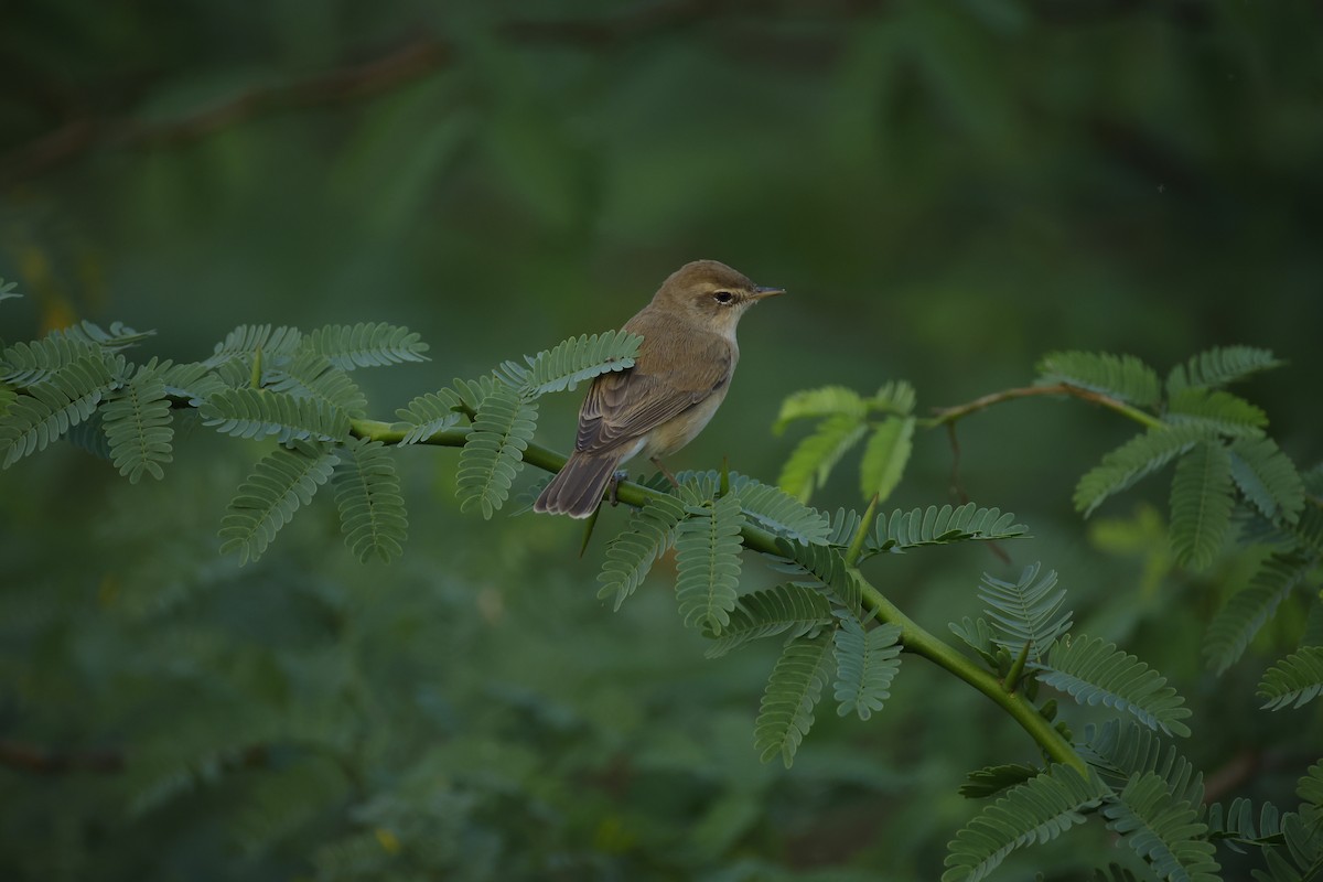rákosník pokřovní - ML646834482
