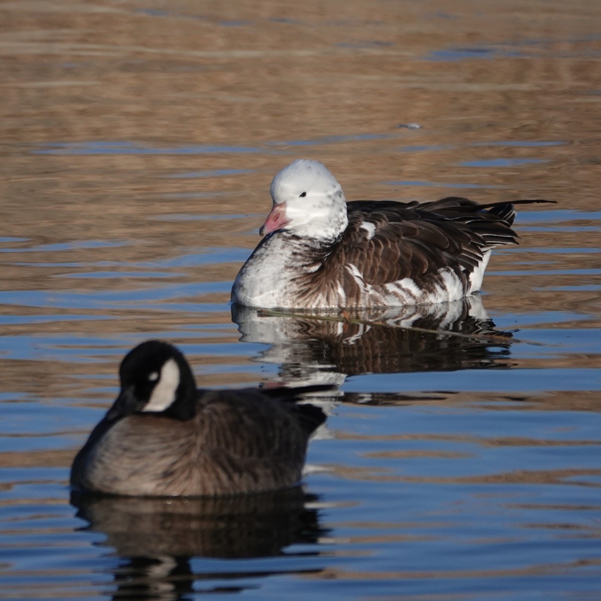 Zwergschnee- x Zwergkanadagans (Hybrid) - ML646834483