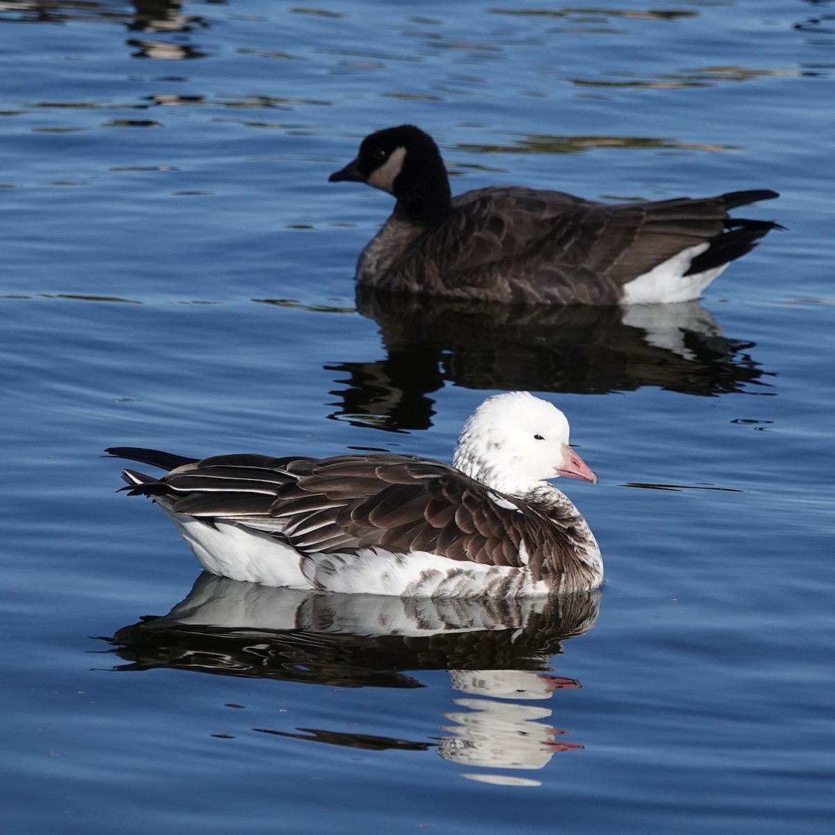 Zwergschnee- x Zwergkanadagans (Hybrid) - ML646834484