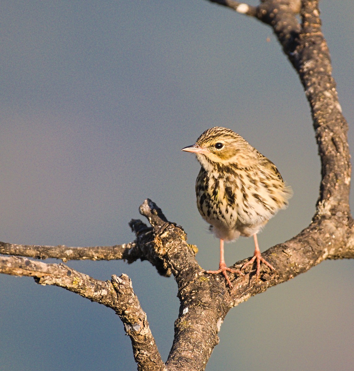 Tree/Olive-backed Pipit - ML646834485