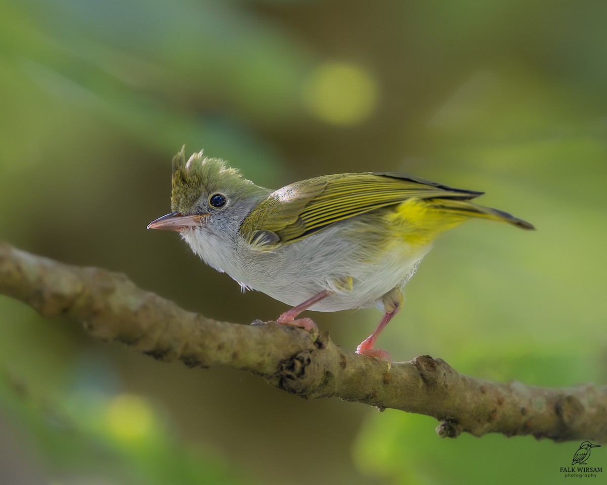 grønntoppyuhina - ML646834486