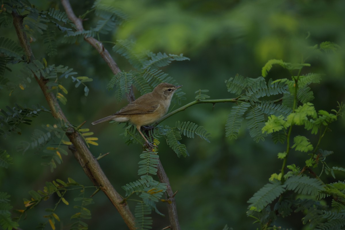 rákosník pokřovní - ML646834487