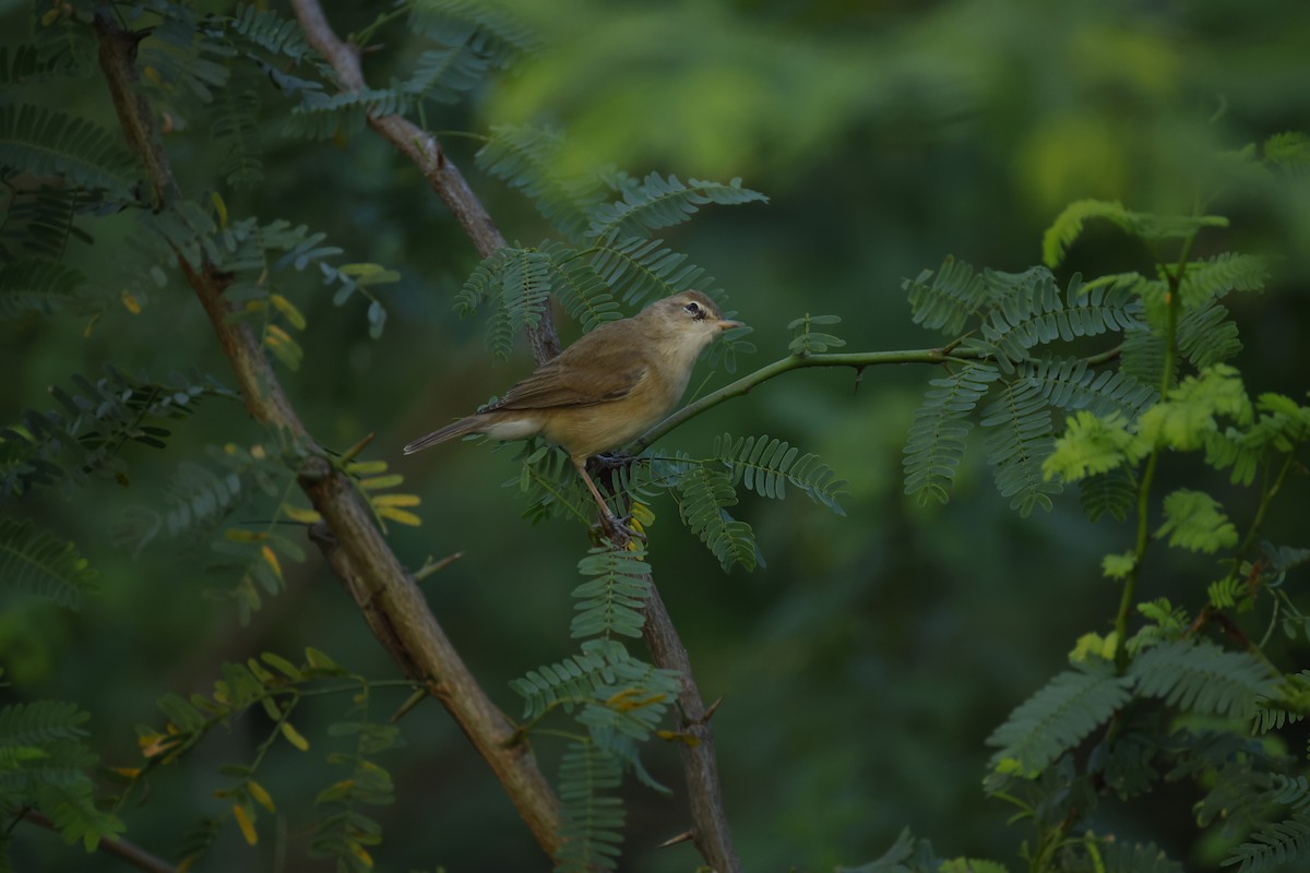 rákosník pokřovní - ML646834488