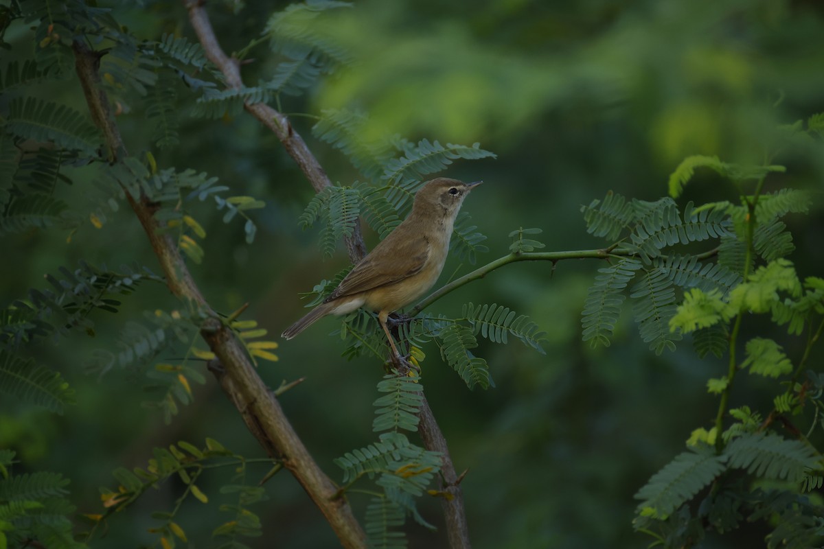 rákosník pokřovní - ML646834489