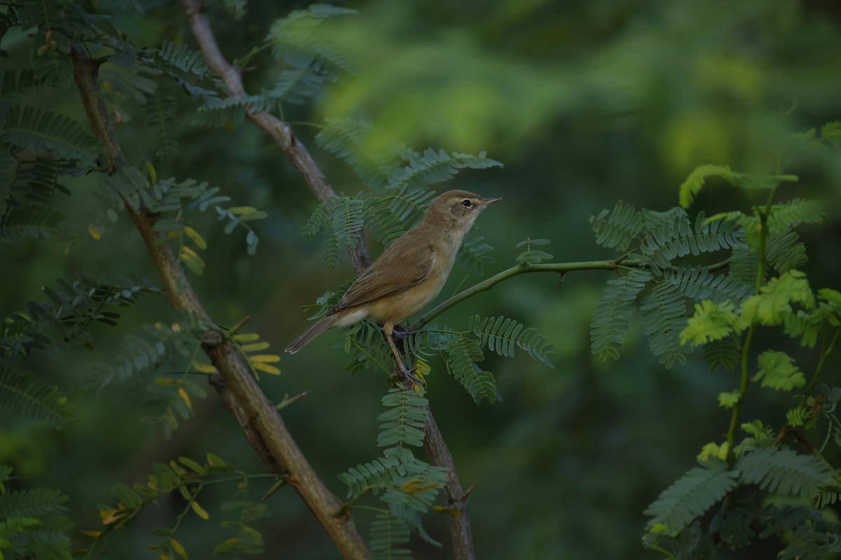 rákosník pokřovní - ML646834490