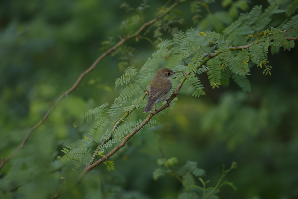 busksanger - ML646834491