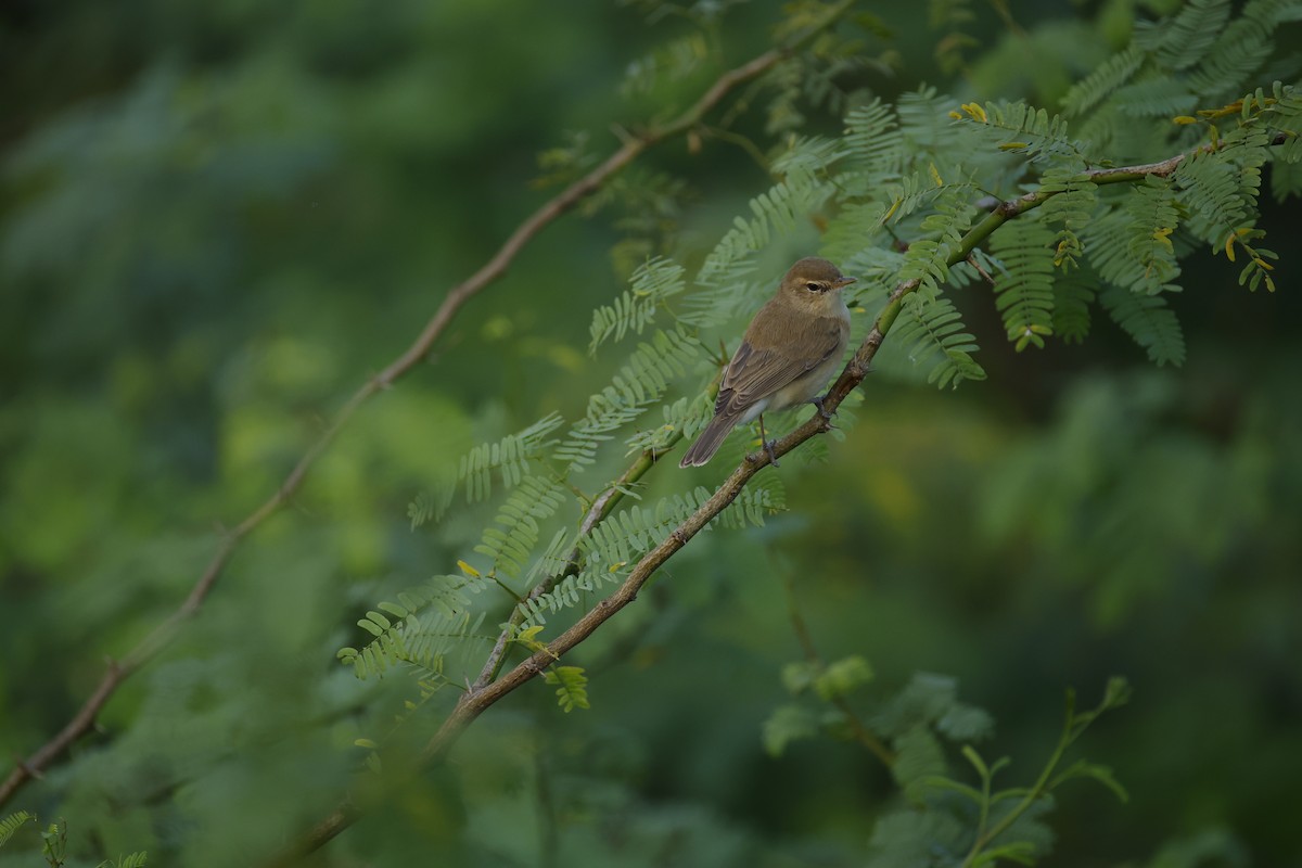 busksanger - ML646834492