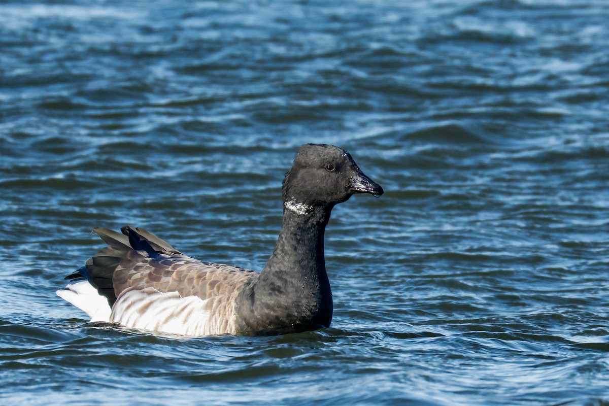 ringgås - ML646834493