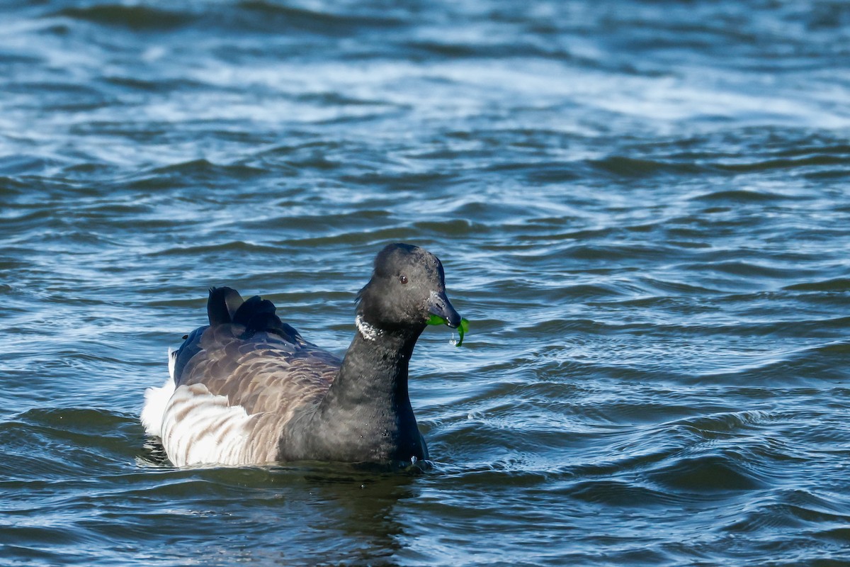 ringgås - ML646834494