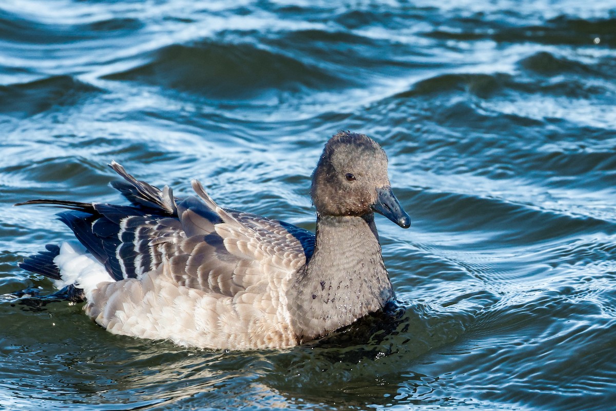 ringgås - ML646834495