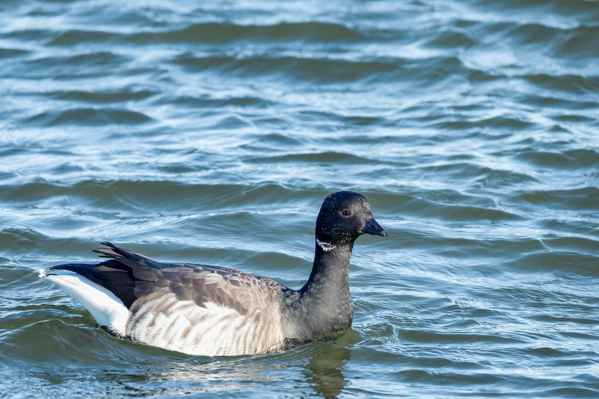 ringgås - ML646834496