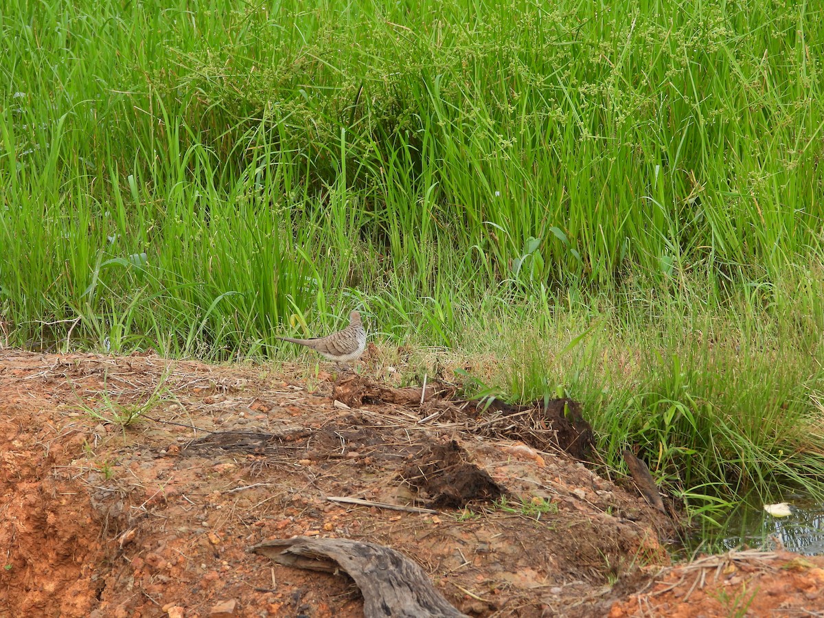 Zebra Dove - ML646834497