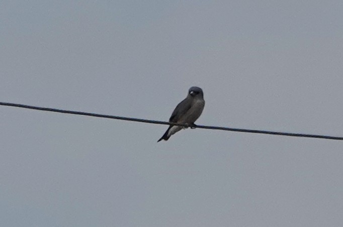 askesvalestær - ML646834498