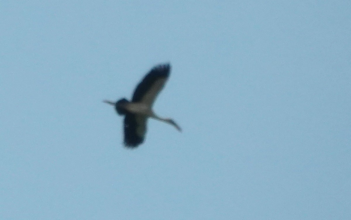 asiagapenebb - ML646834510