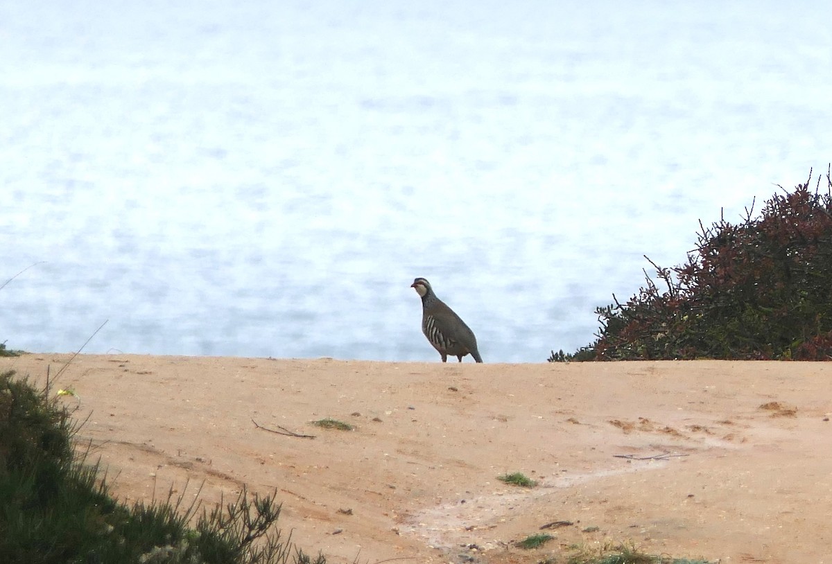 Red-legged Partridge - ML646834511