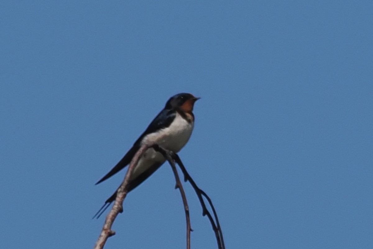 vlaštovka obecná - ML646834520