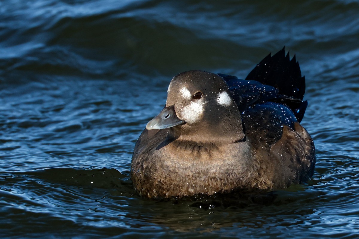 Ahate arlekina - ML646834521