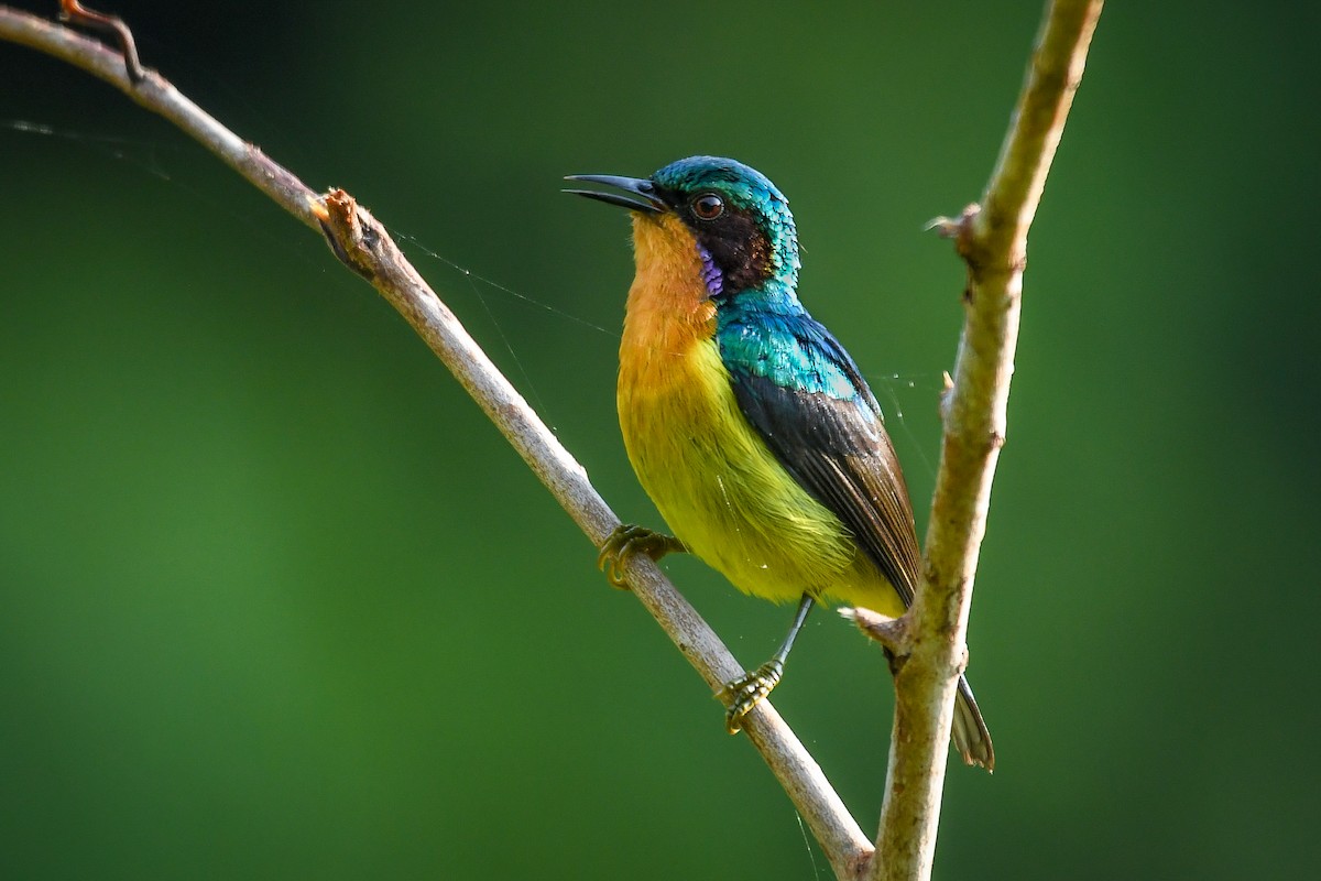 Ruby-cheeked Sunbird - ML646834522