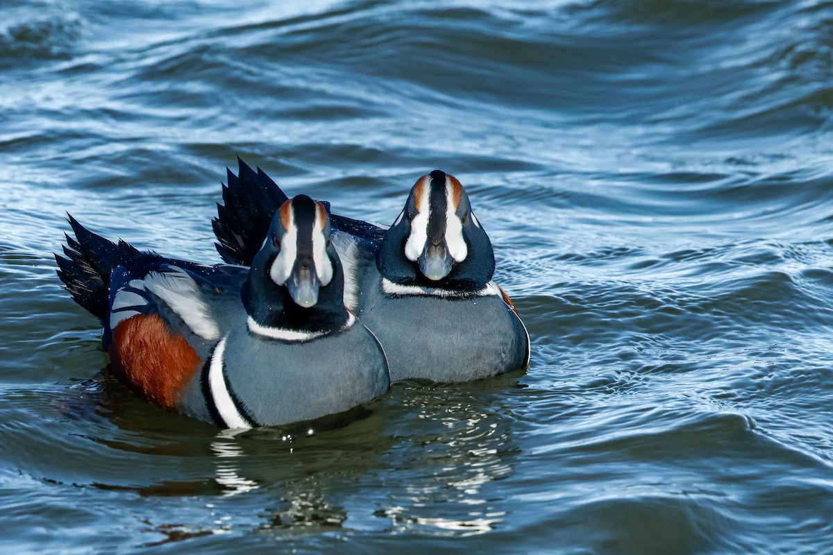 Ahate arlekina - ML646834523