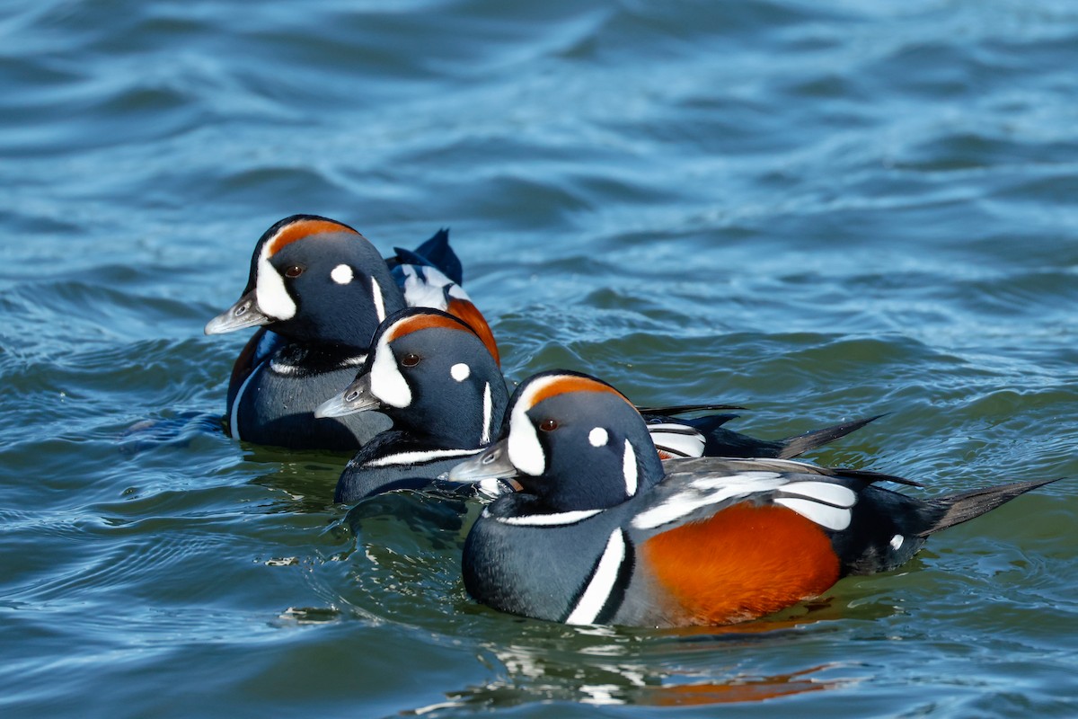 Ahate arlekina - ML646834524