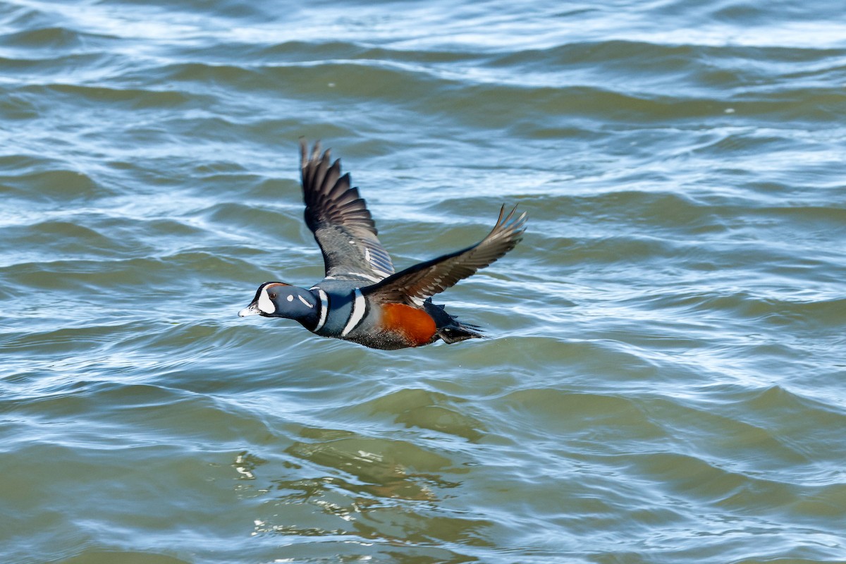 Ahate arlekina - ML646834525