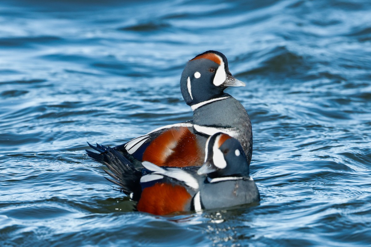 Ahate arlekina - ML646834526