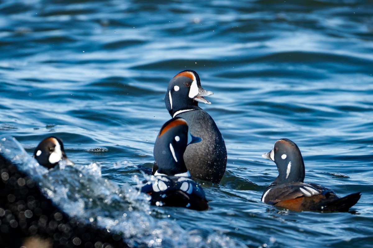 Ahate arlekina - ML646834527