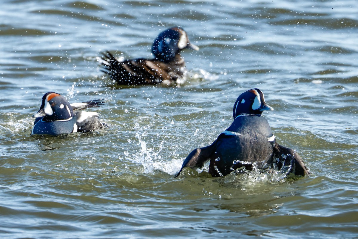 Ahate arlekina - ML646834528