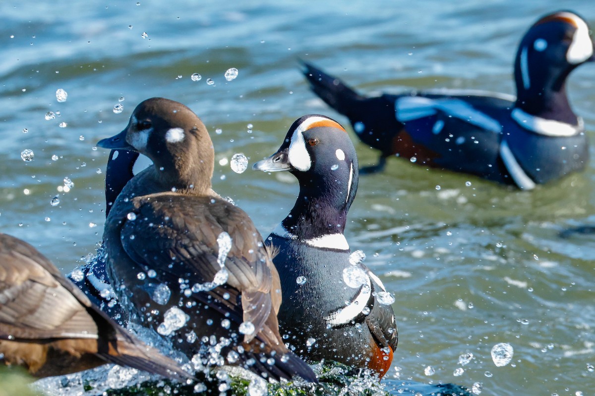 Ahate arlekina - ML646834529